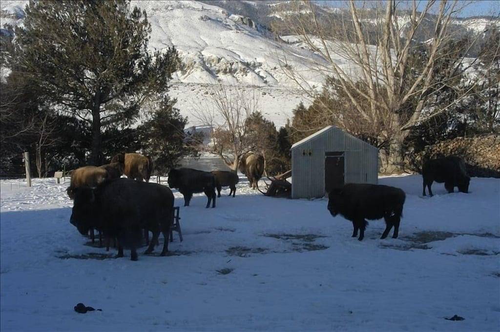 Ruhiges Privathaus am Yellowstone River in Gardiner, Absaroka Range