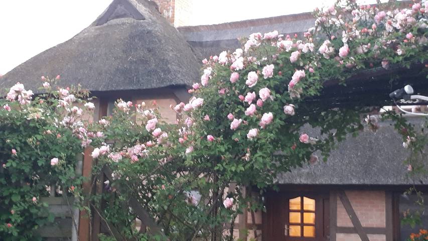Ferienwohnung für 2 Personen, mit Garten und Terrasse in Fuhlendorf - 4
