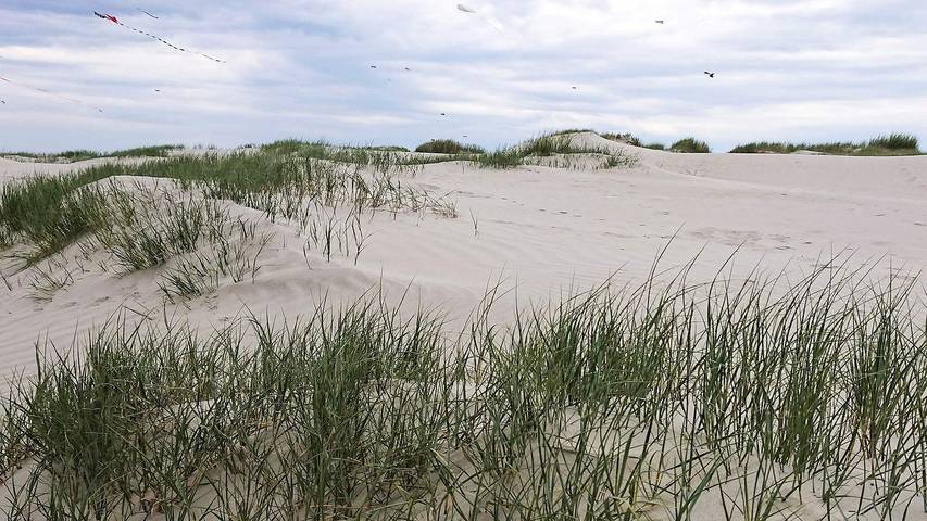 Ferienhaus mit Meerblick für 5 Personen, mit Sauna und Pool sowie Balkon auf Fanø - 3