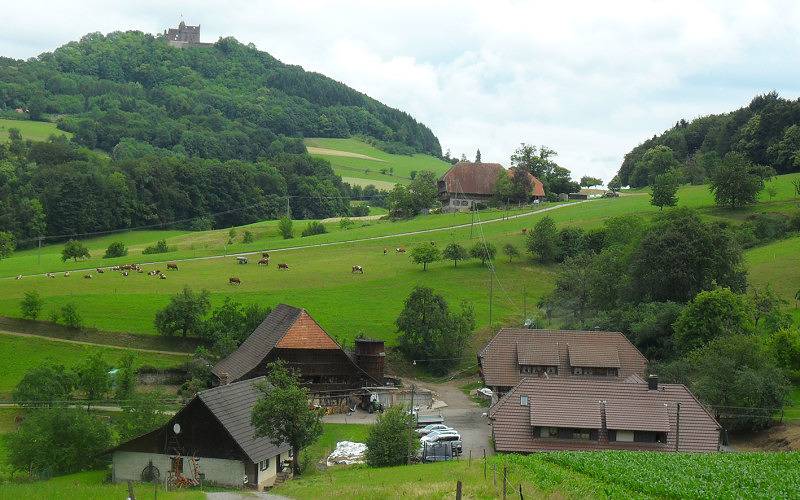Ganze Ferienwohnung, Erlebnisbauernhof Kopf - Ferienwohnung Waldblick, 48qm, 1 Schlafzimmer, max. 4 Personen in Seelbach, Mittlerer Schwarzwald