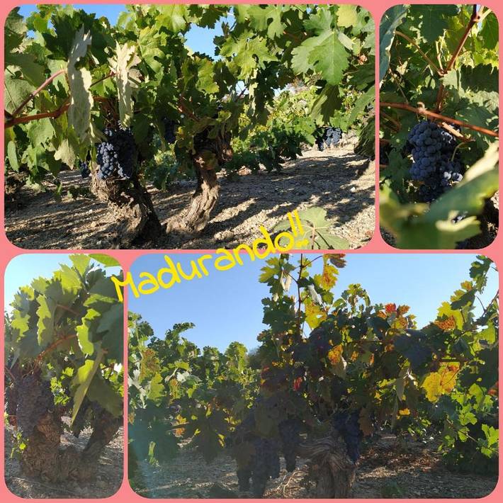 Casa rural para 6 personas, con vistas y balcón, Se admiten mascotas en El Cerrato - 4