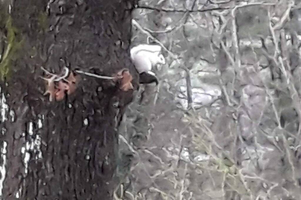 Ganze Wohnung, White Squirrel Suite -In The City Walk To Downtown in Transylvania County