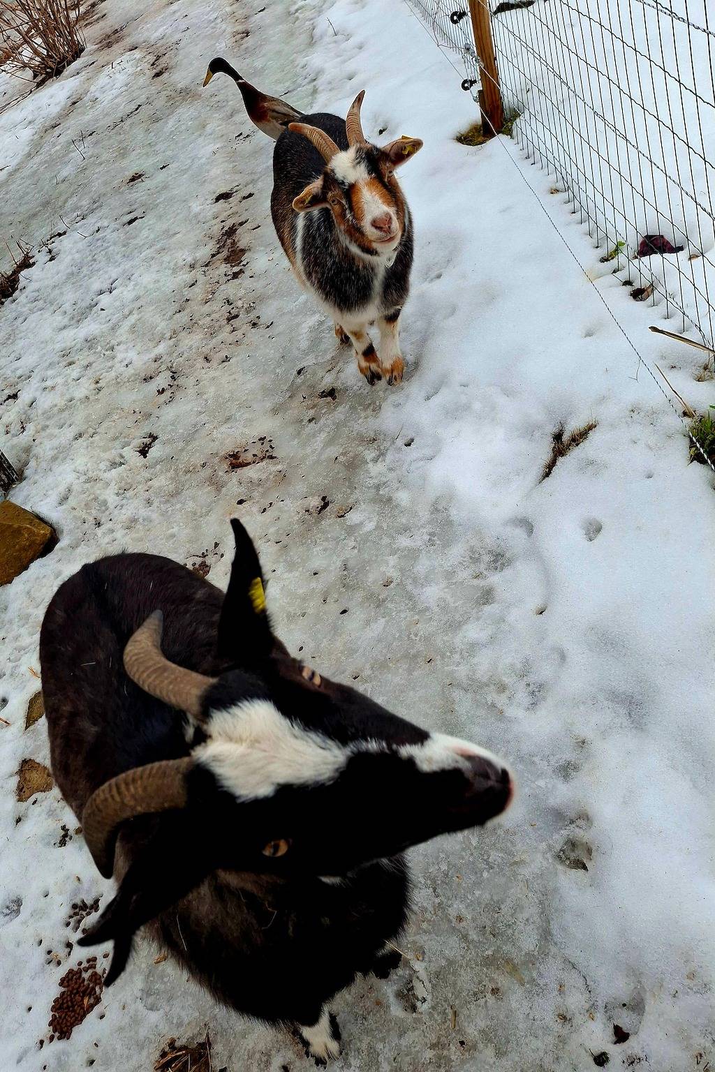 Ferienwohnung Goldfasan in Lam, Ostbayern