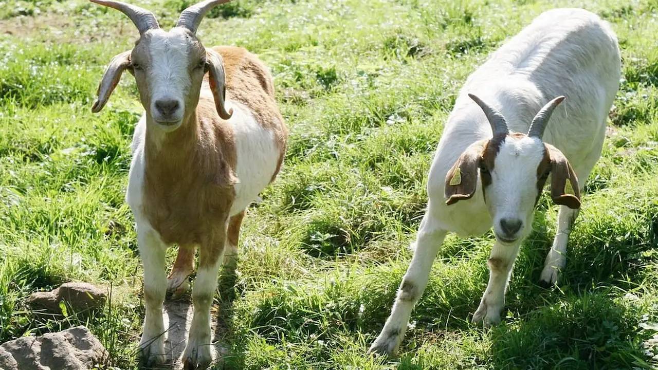 Ferienhaus für 4 Personen (92 m²) in Schenkenzell in Schenkenzell, Kinzigtal