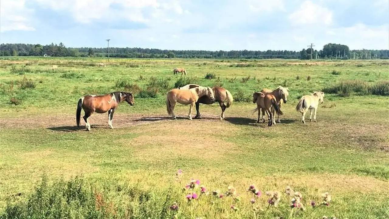 Ferienhaus für 6 Personen (200 m²) in Vogelsang-Warsin in Warsin, Vogelsang-Warsin