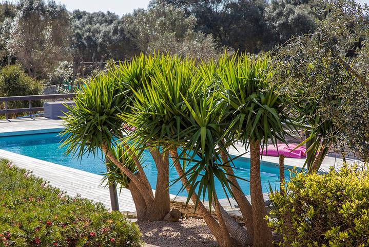 Gîte pour 4 personnes, avec terrasse ainsi que piscine et jardin à Bonifacio - 4