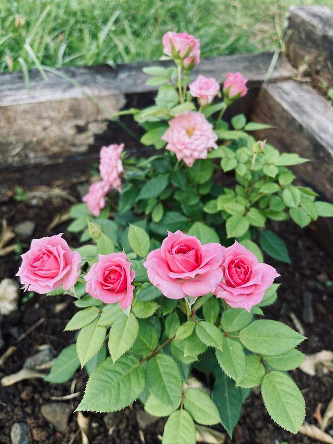 Gîte pour 4 personnes, avec jardin et vue dans Le Village O Ti Bouboul - 4