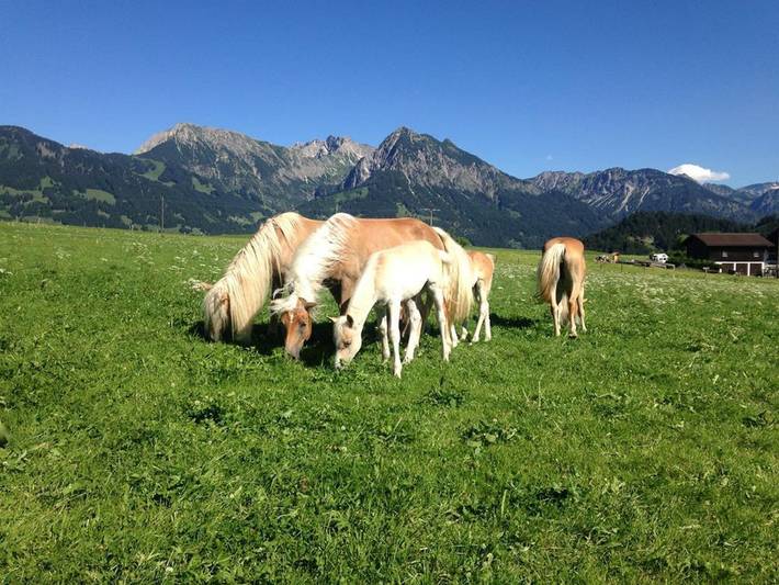 Ferienwohnung für 4 Personen, mit Garten in Obermaiselstein - 4