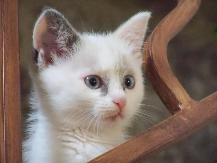 Location de vacances pour 10 personnes, avec vue et terrasse ainsi que jardin et piscine à Villevieille - 3