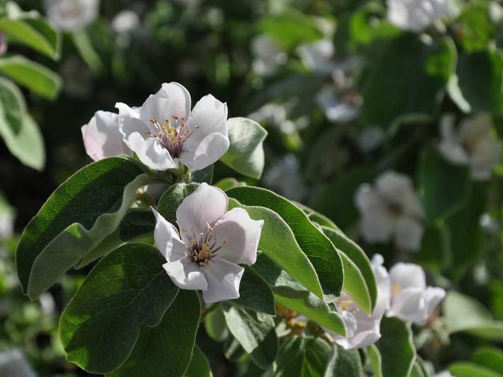 Ferienwohnung für 2 Personen am Bodensee - 2