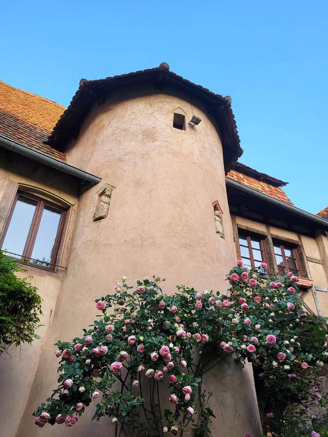 Chambre d’hôte pour 2 personnes, avec jardin ainsi que terrasse et vue à Obernai - 3