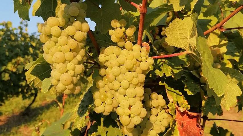 Ferienwohnung für 4 Personen, mit Garten in Piesport - 3