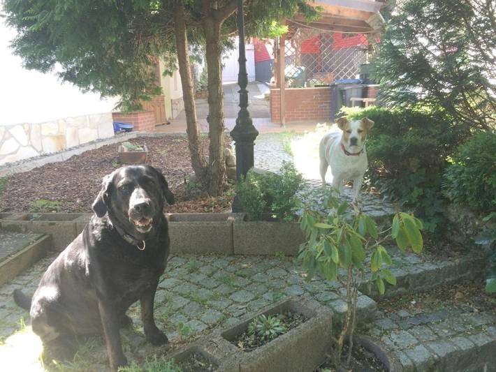 Ferienhaus für 2 Personen, mit Terrasse und Garten in Quedlinburg - 4