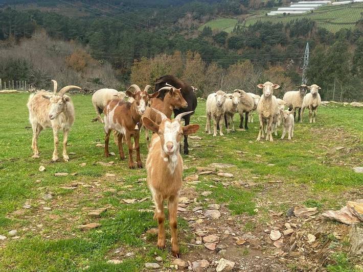Location de vacances pour 4 personnes, avec terrasse et vue dans Riba de Mouro - 4