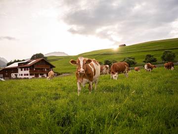 Bauernhof für 4 Personen in Fischen, Hörnerdörfer, Bild 2