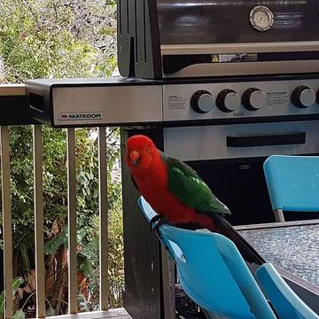 Holiday Home for 10 People in Avoca Beach, New South Wales, Photo 3