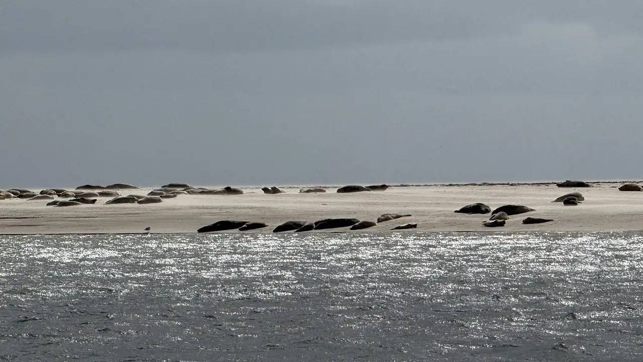 Ferienhaus für 18 Personen (260 m²) in Fanø in Sønderho, Wadden Sea National Park