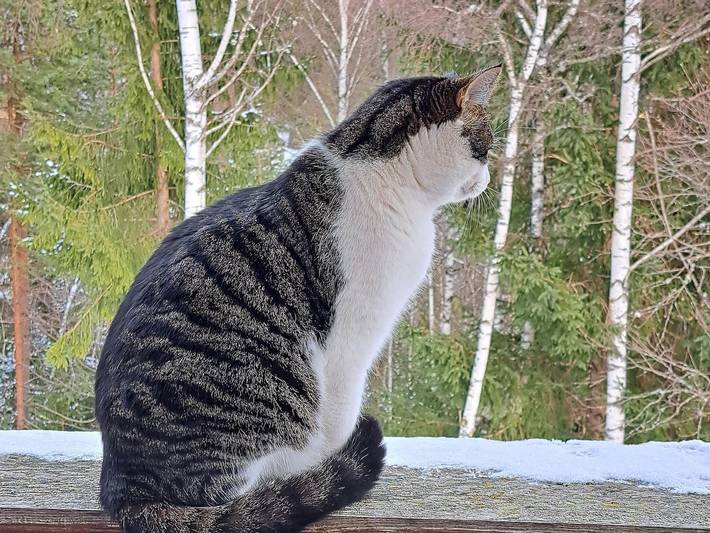 Ferienwohnung für 4 Personen, mit Balkon und Sauna sowie Garten, mit Haustier in Steinberg am Rofan - 2