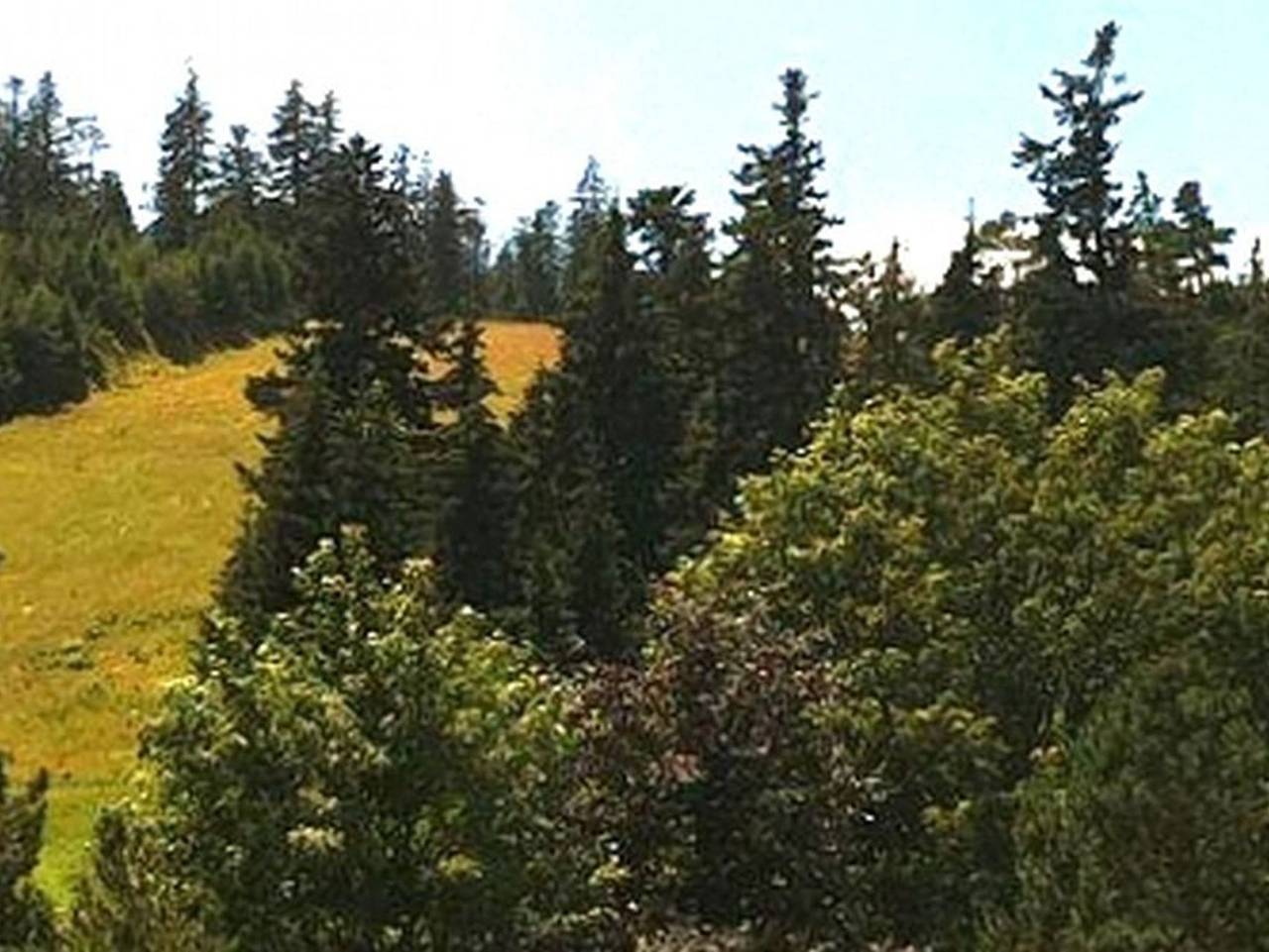 Hotel Sarbacher - Einzelzimmer mit Dusche und Wc in Reichental, Gernsbach