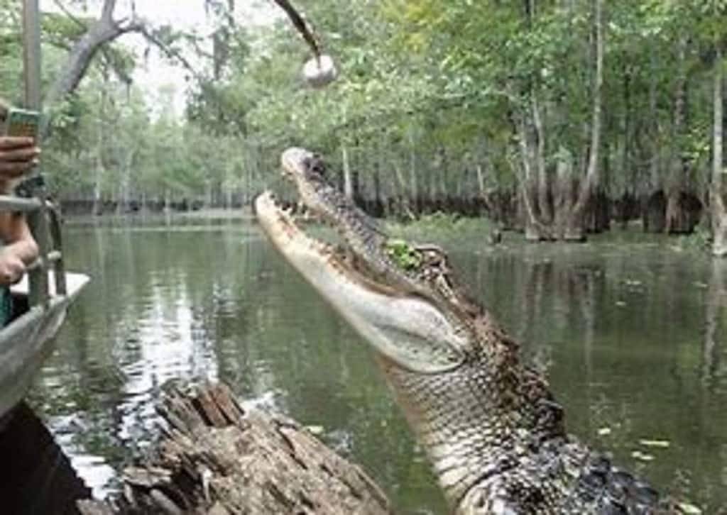 Neue Auflistung!!! Benutzerdefinierte Startseite in Bay St. Louis, Mississippi Gulf Coast