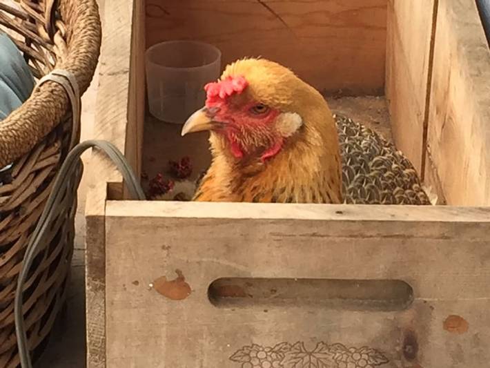 Maison d’hôte pour 2 personnes, avec jardin dans Hawai - 3