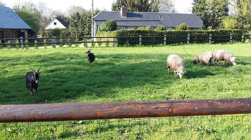 Gîte pour 4 personnes, avec terrasse et jardin, animaux acceptés dans le Calvados - 3