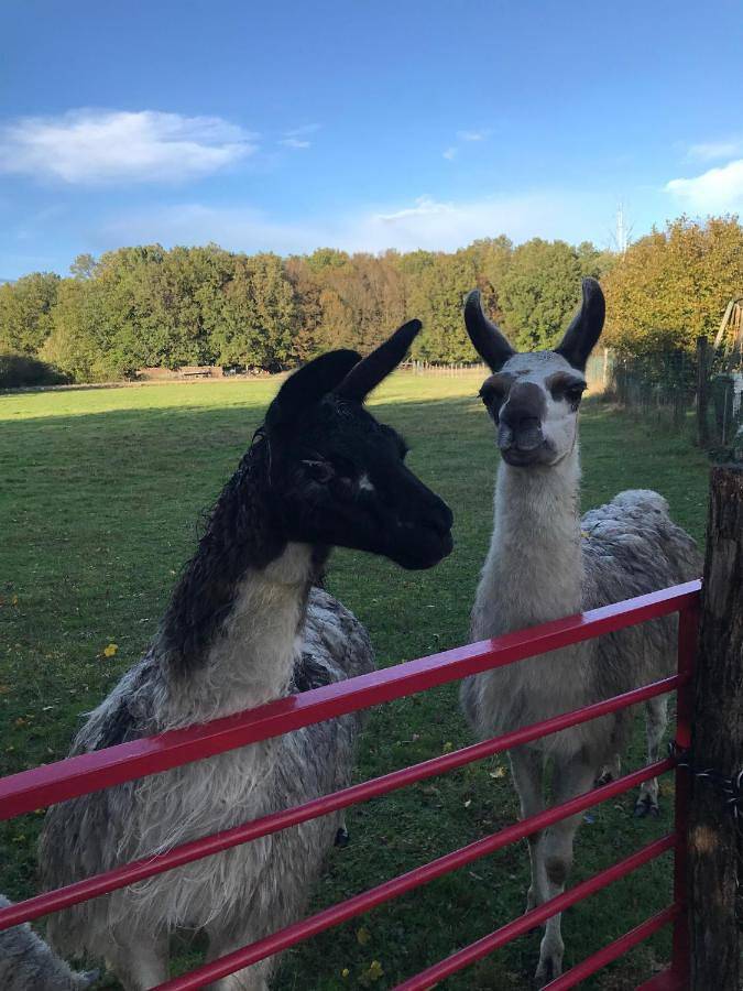 Location de vacances pour 8 personnes, avec jardin, animaux acceptés à Savigny-Lévescault
