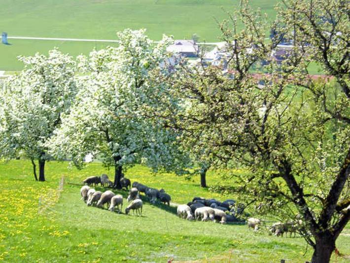 Ferienwohnung für 12 Personen, mit Haustier am Traunsee - 4