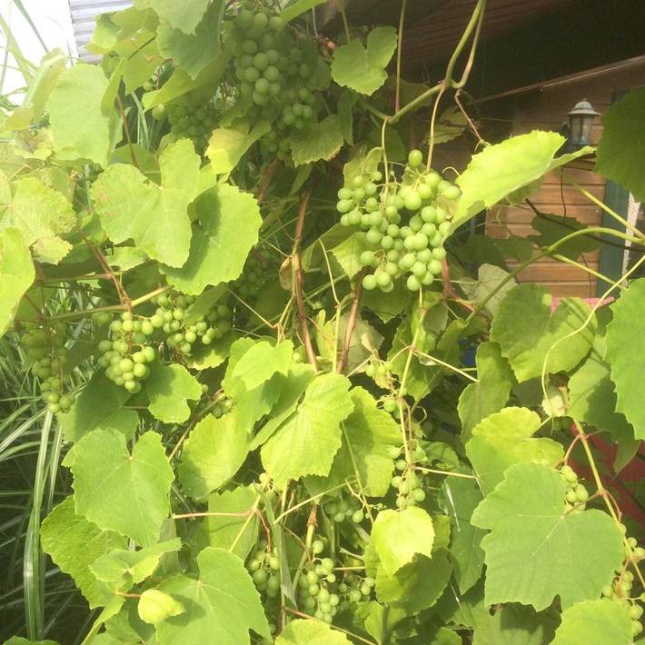Ferienhaus für 6 Personen, mit Terrasse und Garten sowie Ausblick in Hohen Wangelin - 2