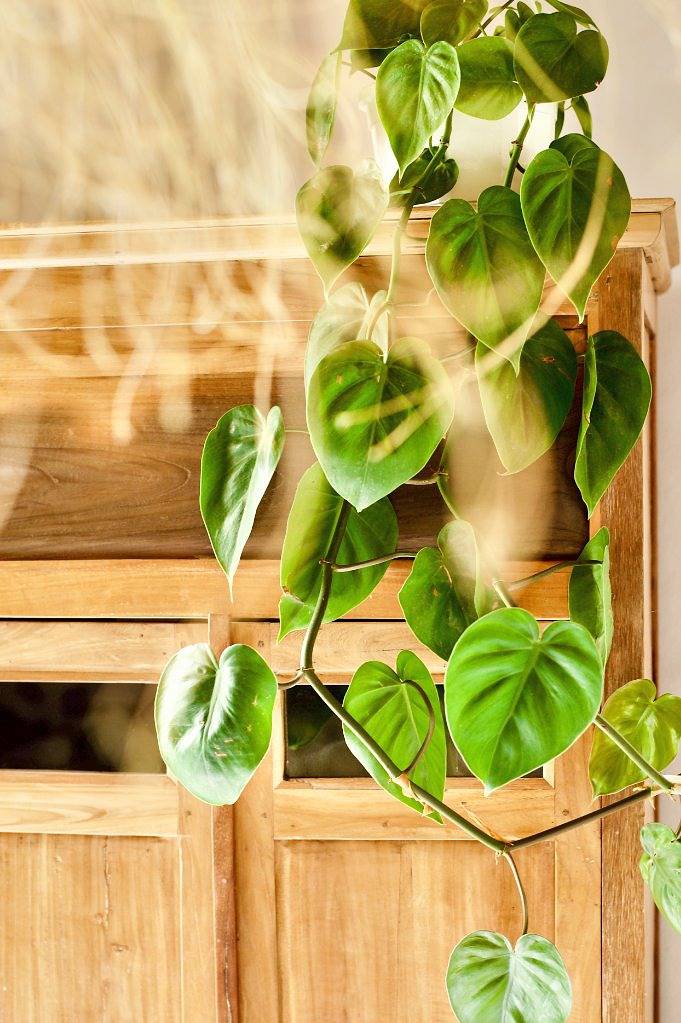 Ganzes Studio, Studio für 2 Personen mit Garten in Lajares, La Oliva