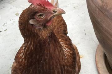 Gîte pour 6 personnes à Bruley