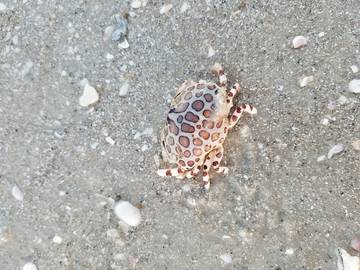 Apartment for 4 Guests in Naples Beach, Naples (FL), Picture 2