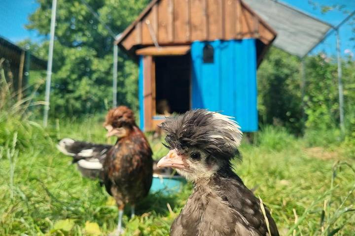 Maison d’hôte pour 5 personnes, avec jardin et vue à Świeradów-Zdrój - 4