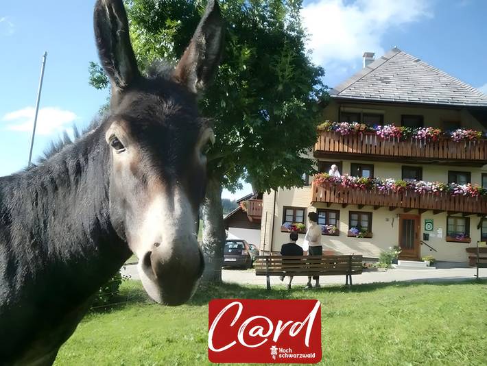 Hütte für 2 Personen, mit Balkon/Terrasse und Balkon sowie Garten in Hochschwarzwald