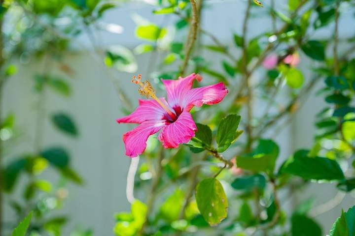 Vacation rental for 7 people, with hot tub and terrace in Jacksonville