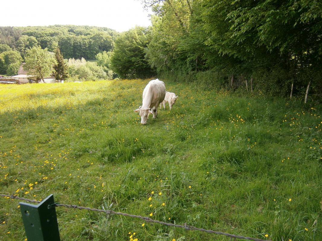 Au Petit Paradis in Vareilles (Saône-et-Loire), Région de Charolles
