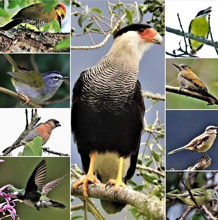 Ganze Wohnung, Vale das Seriemas Glamping - Charming Studio in the mountains of Nova Friburgo in Nova Friburgo, Rio de Janeiro (Bundesstaat)