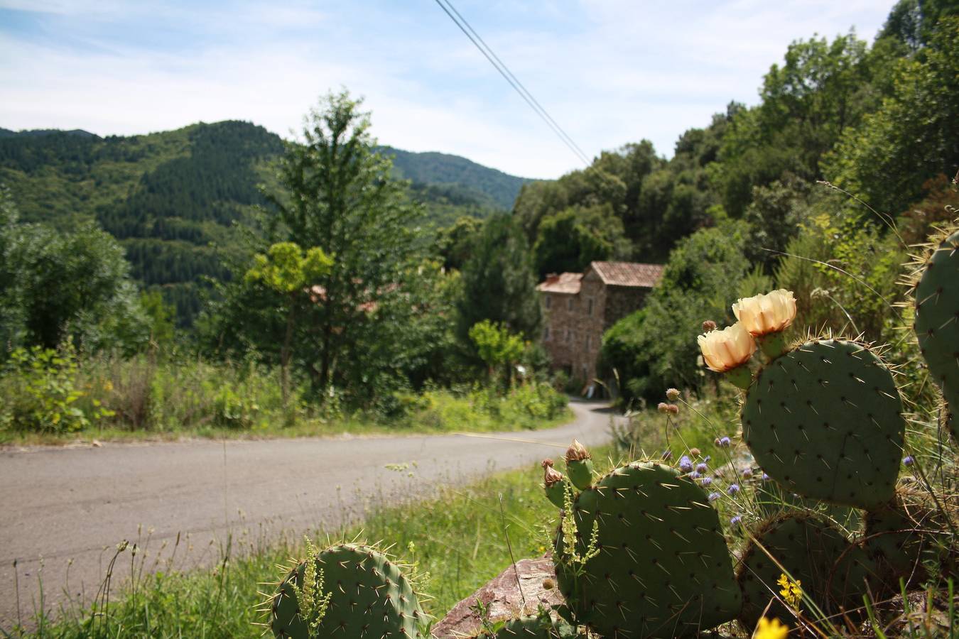 Verdier in Vialas, Parc national des Cévennes