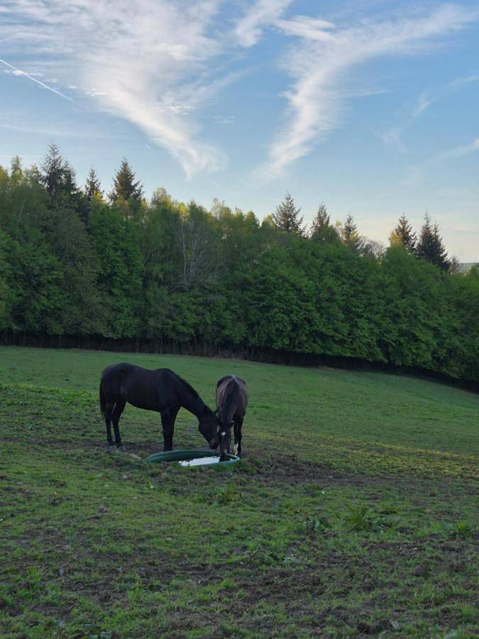 Tente pour 6 personnes, avec vue et jardin, animaux acceptés dans l' Eure - 4