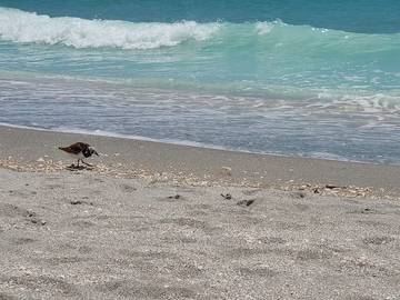 Vacation House for 6 Guests in Englewood Beach, Manasota Key, Picture 1