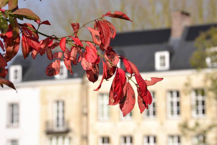 Chambre d’hôte pour 2 personnes, avec Terrasse ainsi que Jardin et Vue à Tournai - 3