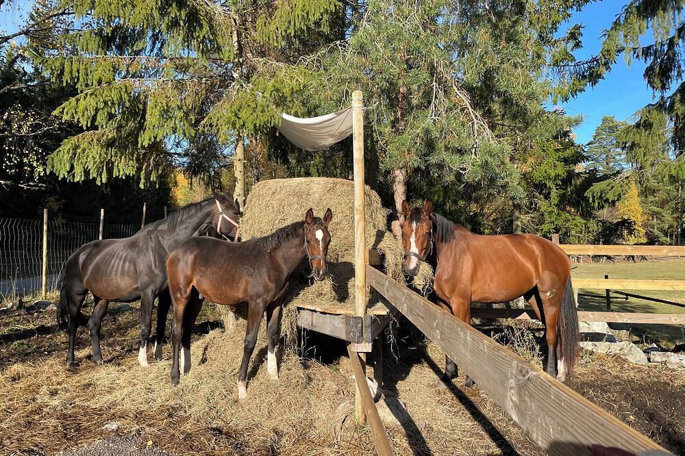 Cottage in historic Mariefred in Strängnäs, Mälaren