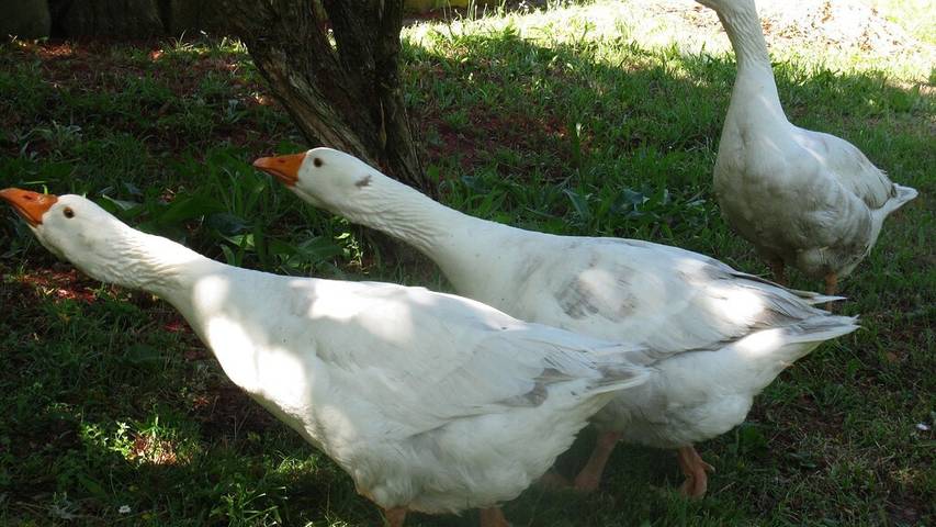 Holiday rental for 2 people, with garden and terrace, with pets in Lorne