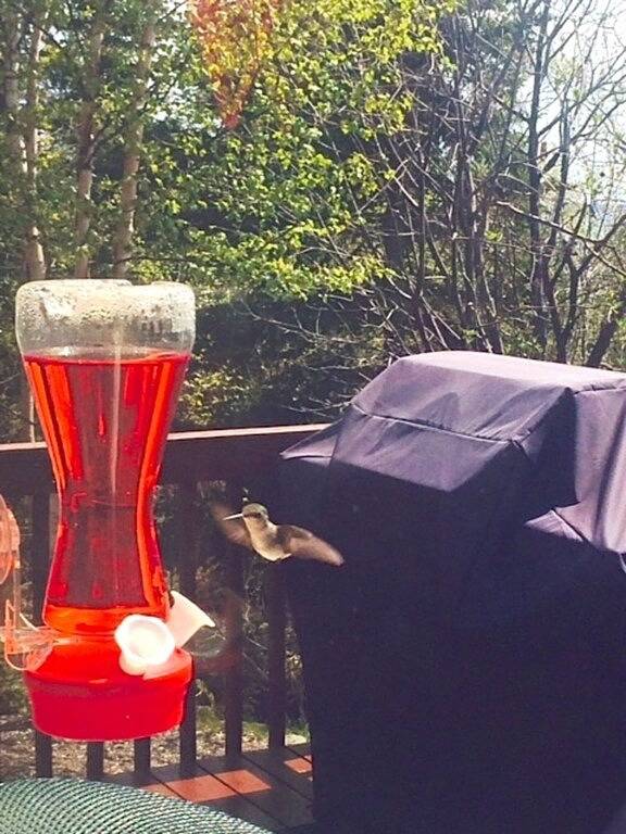 Bester Preis! 5-Sterne All-Season Thunder Bay See Superior Cottage - Ansichten & Hottub in Thunder Bay und Oberer See