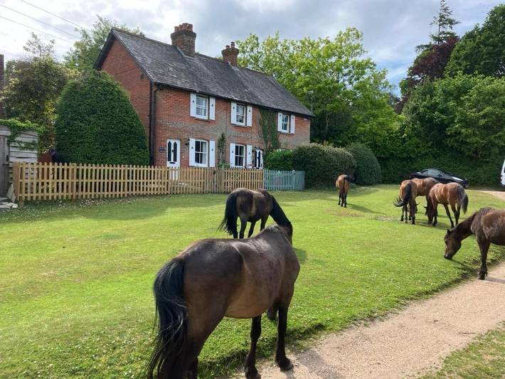 Holiday rental for 6 people, with garden, with pets in Lyndhurst