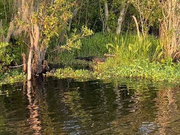 Camping für 4 Personen in Florida, USA, Bild 3