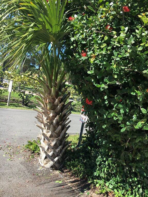 Aloha Royal Palms! Awesome private waterfront oasis 4 minutes to the Beach! in Bonita Bay, Bonita Springs