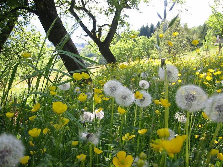 Bauernhaus für 6 Personen, mit Seeblick und Garten sowie Ausblick, kinderfreundlich am Millstätter See - 2