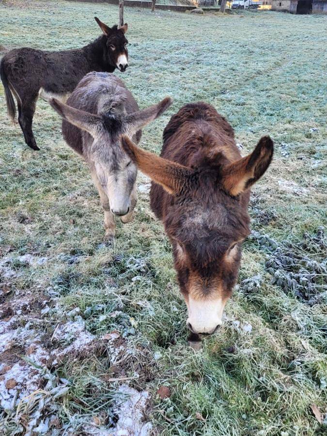 Location de vacances pour 12 personnes, avec vue sur le lac ainsi que vue et jardin à Fresse - 2