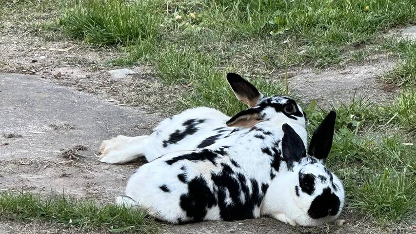 Bauernhof für 3 Personen, mit Garten, mit Haustier in Sachsen-Anhalt - 4
